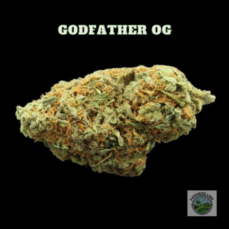 Cultivating Godfather OG cannabis seed in soil