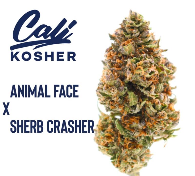 Cali Kosher - Animal Face X Sherb Crasher - H