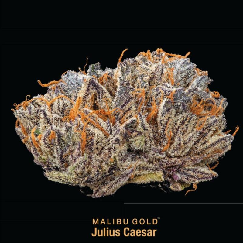 Malibu Gold - Julius Caesar 8th