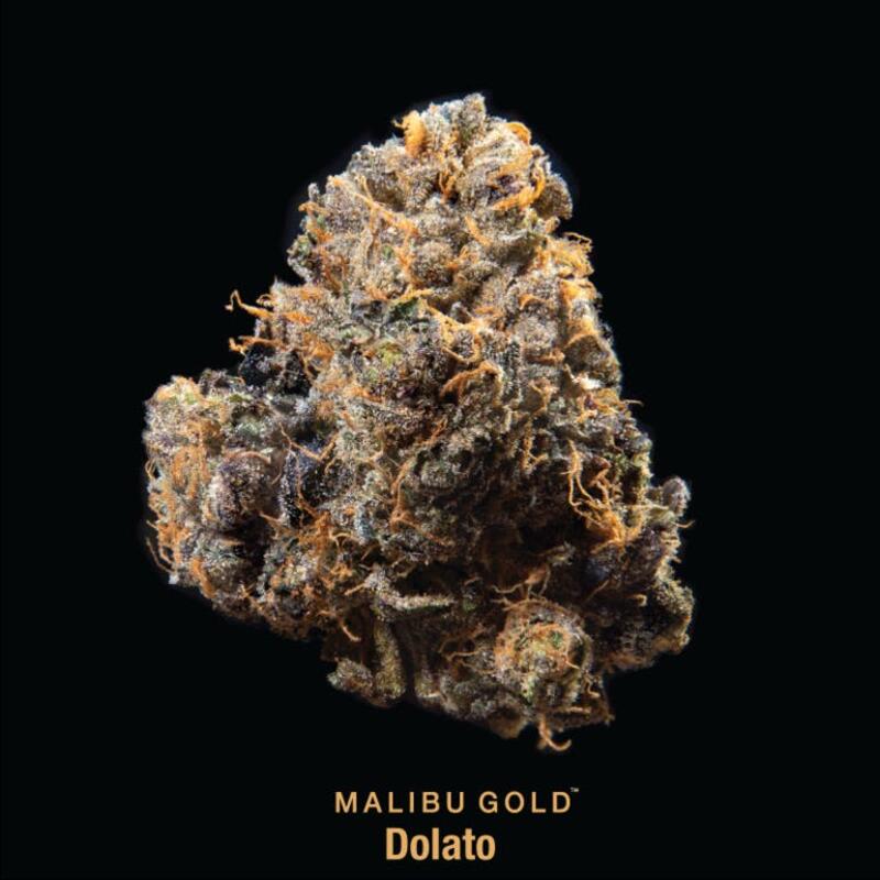 Malibu Gold: Dolato 8th