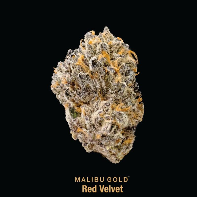 Malibu Gold - Red Velvet 8th