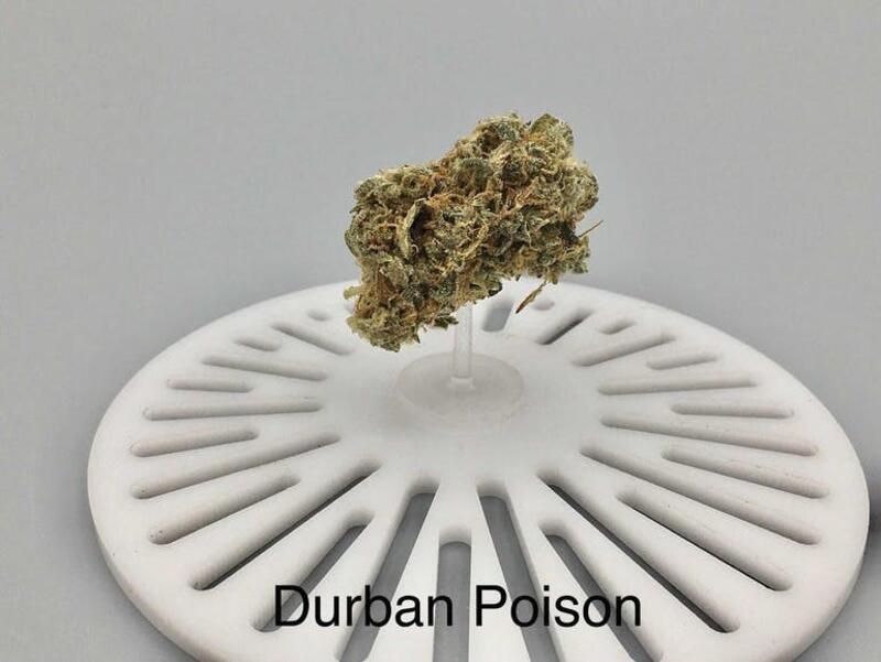 Durban Poison (flower)
