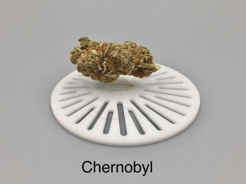 Chernobyl (flower)