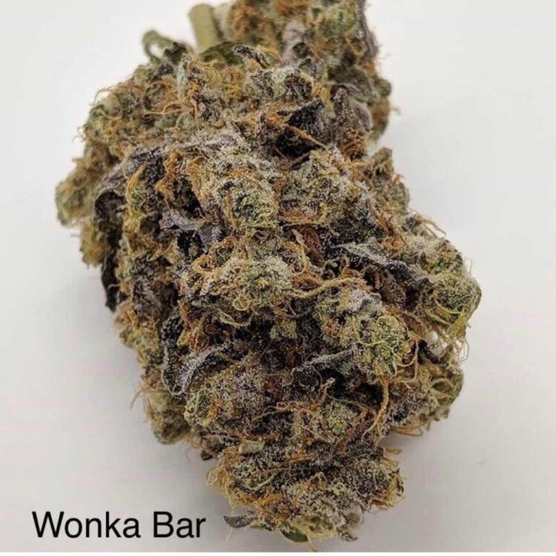 Wonka Bar (flower)