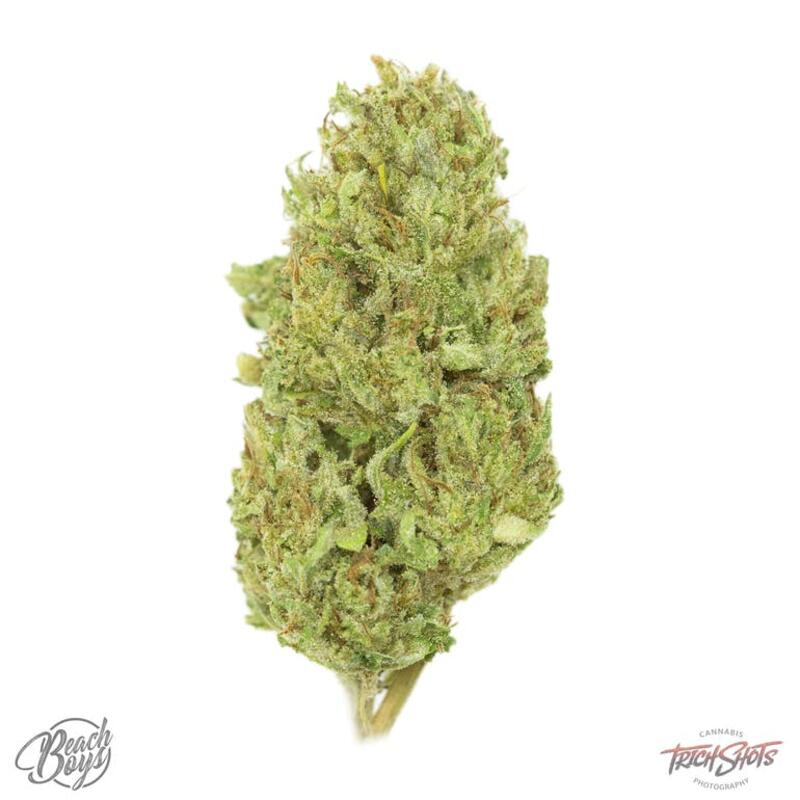 Doc's Pineapple Tangie *SALE* - Higher Being Cannabis