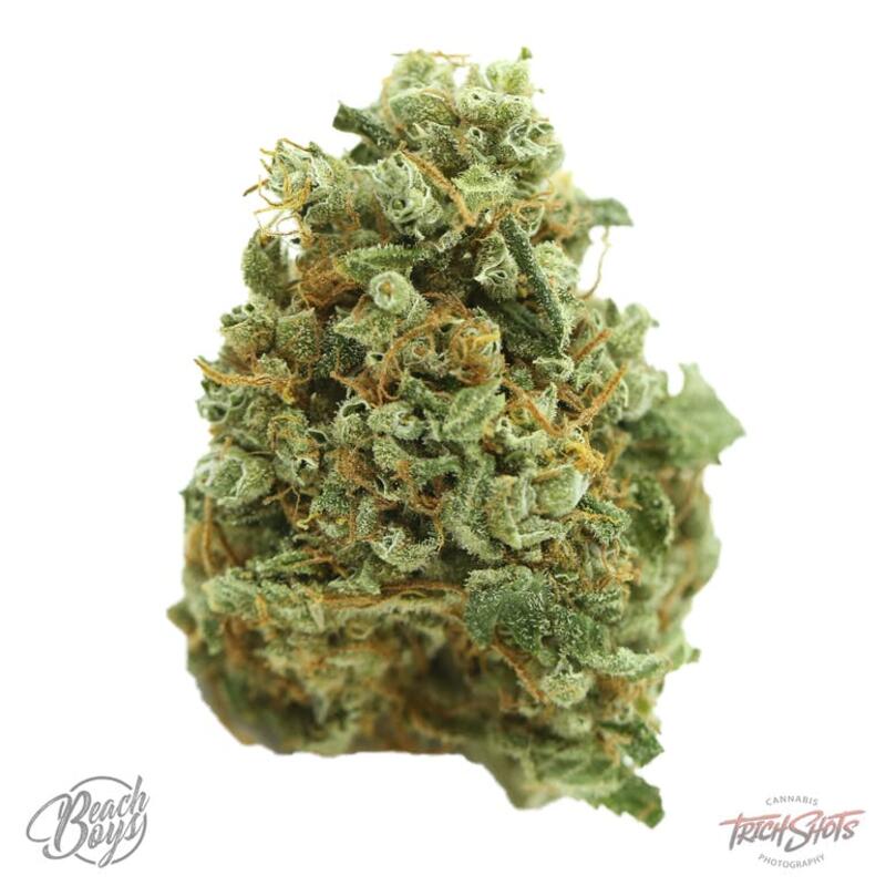 Lemon Kush - Beach Boys Cannabis Co.