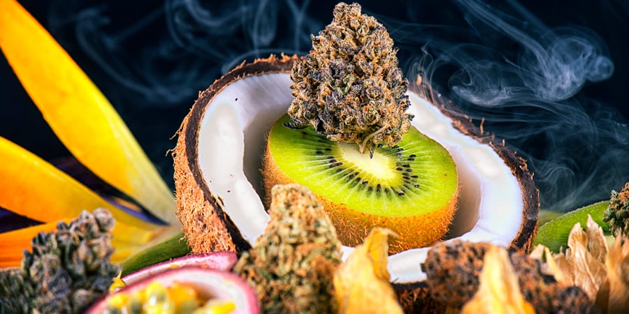Top Fruit Flavored Cannabis Strains