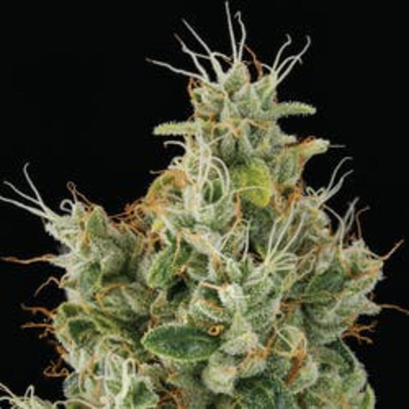Cannabiotix | WIFI OG Premium Cannabis Flower