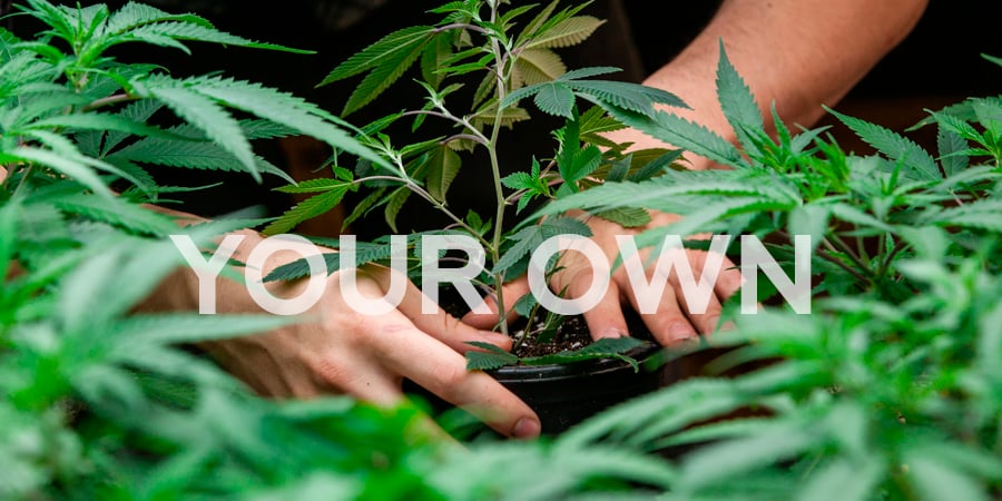 How to Grow Your Own Cannabis