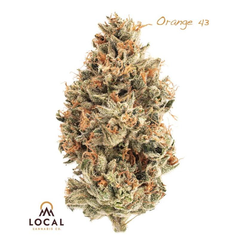 Orange 43
