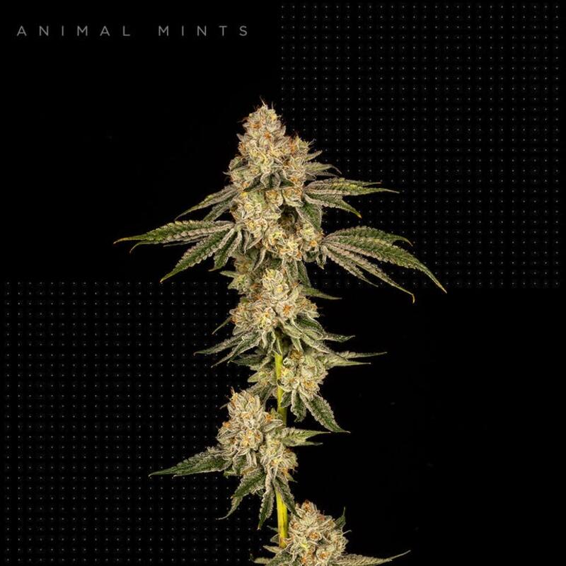Animal Mints