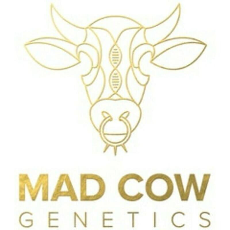 Mad Cow Genetics | Mad Cow Sour Lemonade Smalls Flower 3.5g
