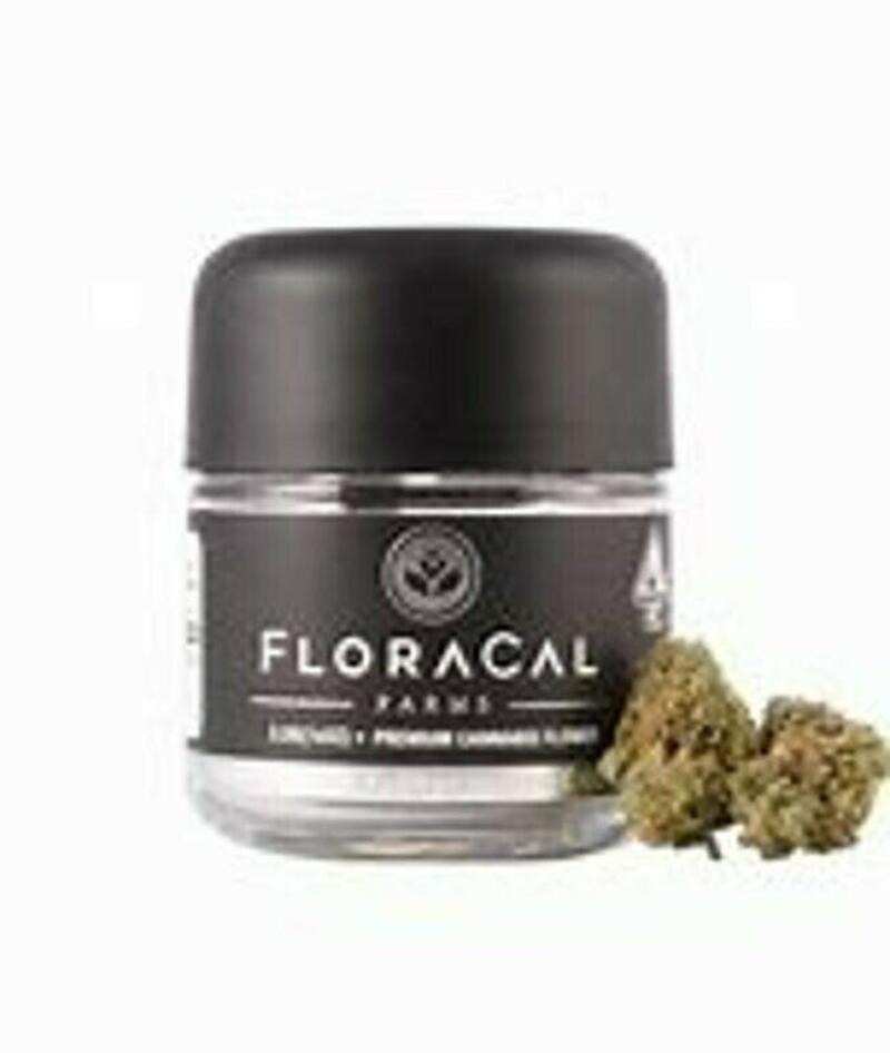 Floracal | FloraCal Jet fuel Gelato #6 3.5g