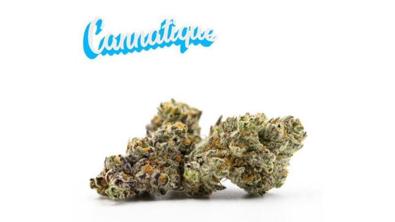 Cannatique | Cream 3.5G