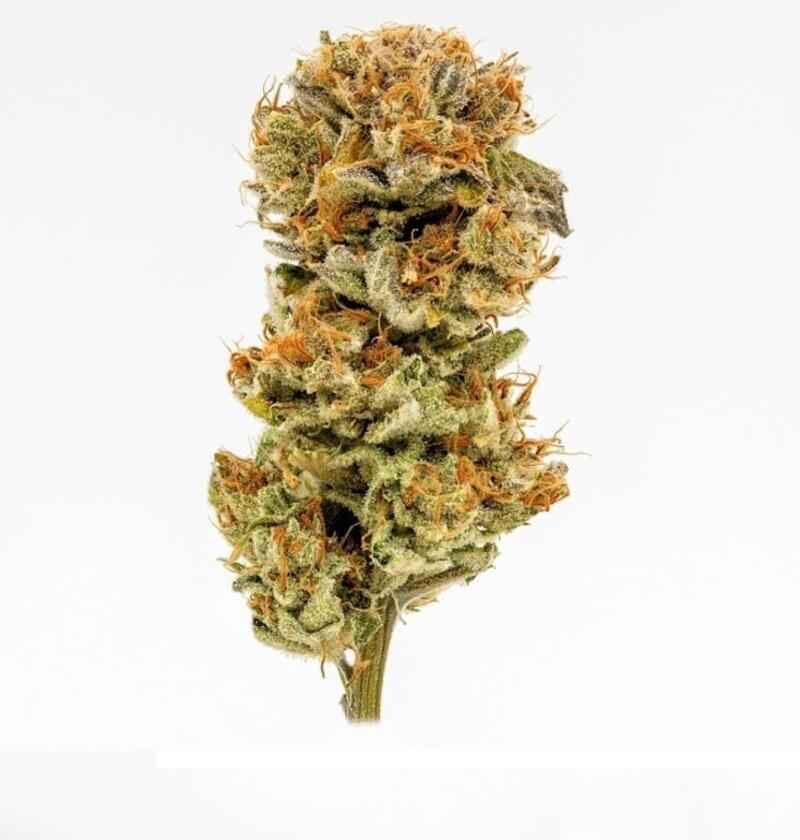 Cherry Empire | Pre-Packaged Flower by Dutch Touch Genetics