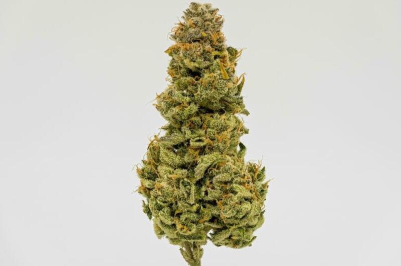 Chernobyl | Pre-Packaged Flower by Dutch Touch Genetics