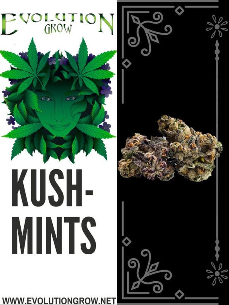 Evolution Grow Company Kush Mints