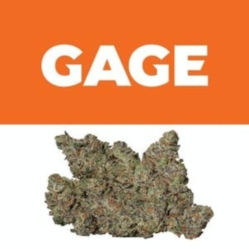 Apple Fritter | Gage (REC)
