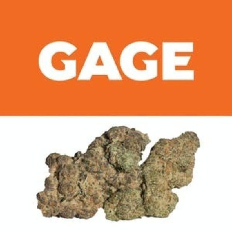 Bee Cookies | Gage (REC)
