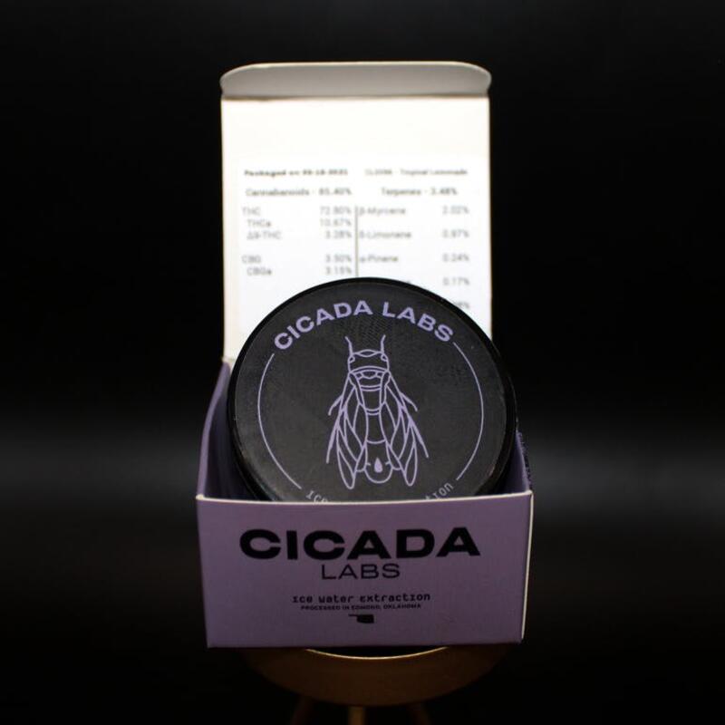 Cicada - Trop Lemonade - Sungrown