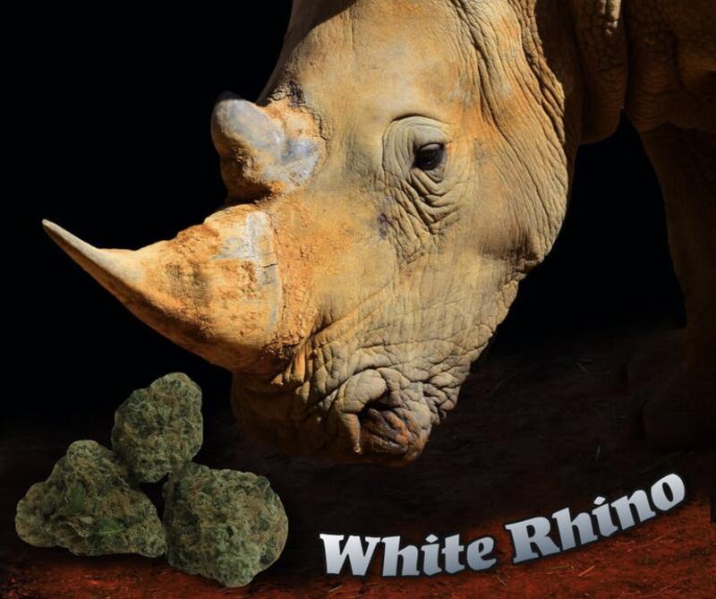 White rhino H-(I)