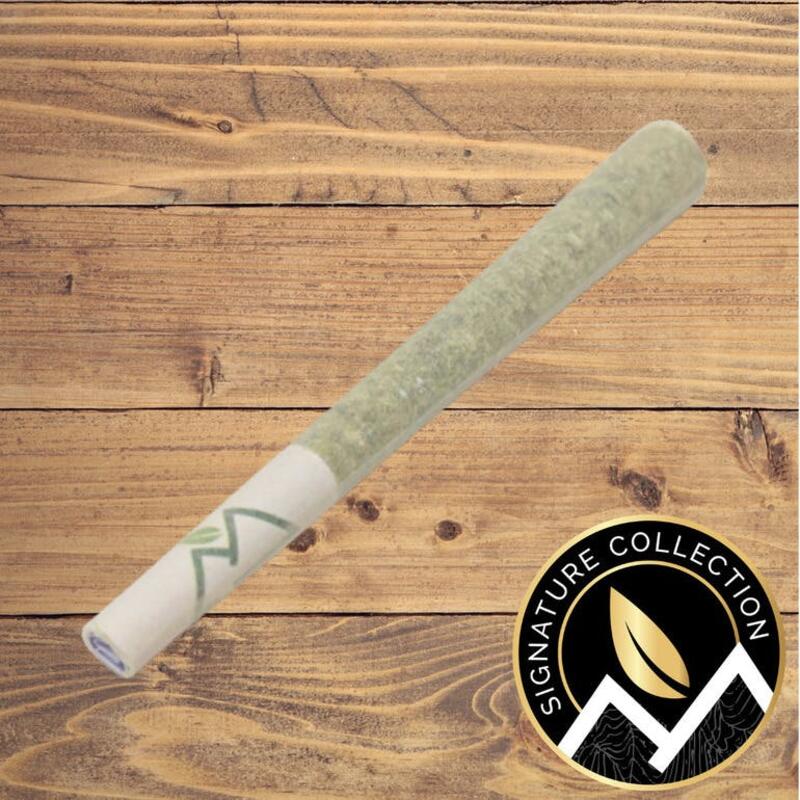 Great White Shark MASSIF Infused Pre-Rolls | - Signature