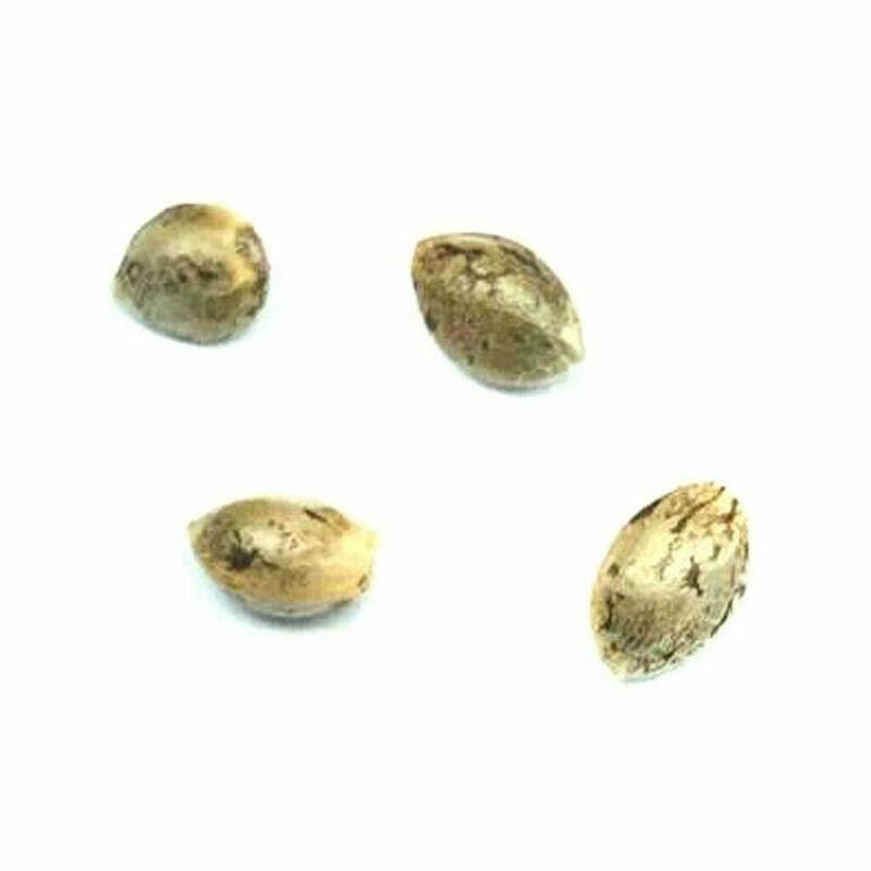 Pristine - Headband Seeds Hybrid - 4 Pack