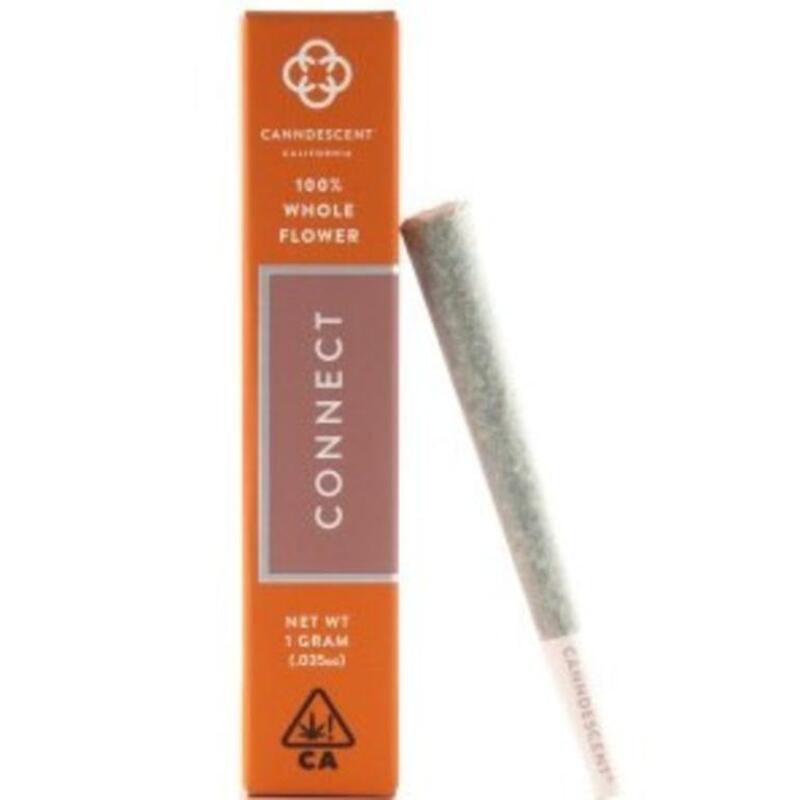 Canndescent Connect Preroll 1g