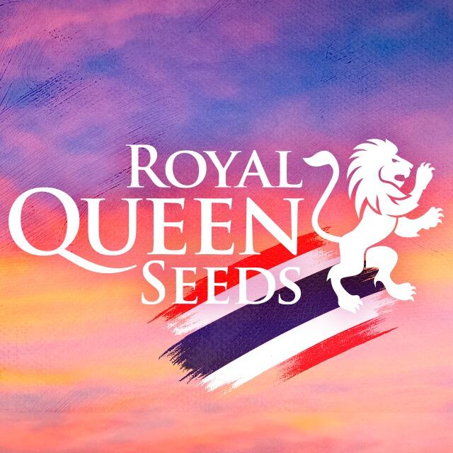 Royal Queen Seeds Thailand