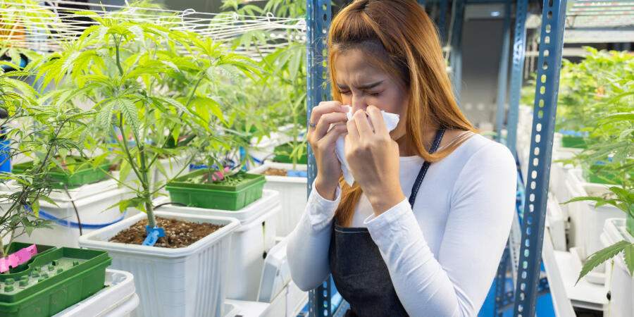 Unveiling the Potential for Allergic Reactions to Cannabis