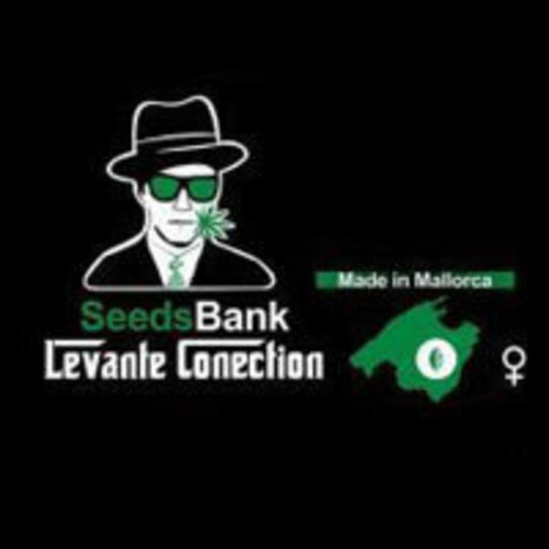 SeedsBank Levante Conection