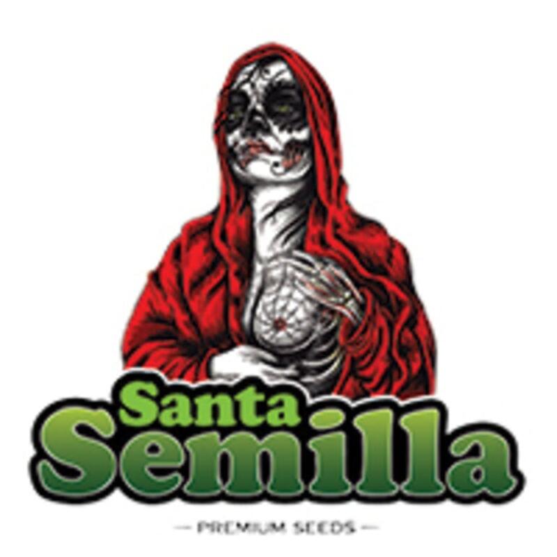 Santa Semilla