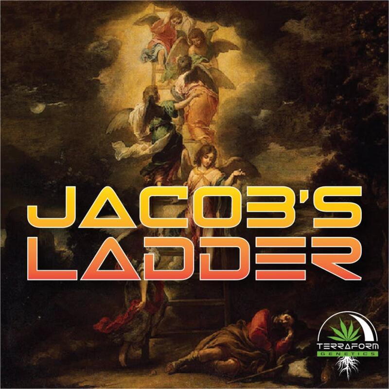 Jacob's Ladder **Cultivated by: Terraform Genetics ** @terraformgenetics