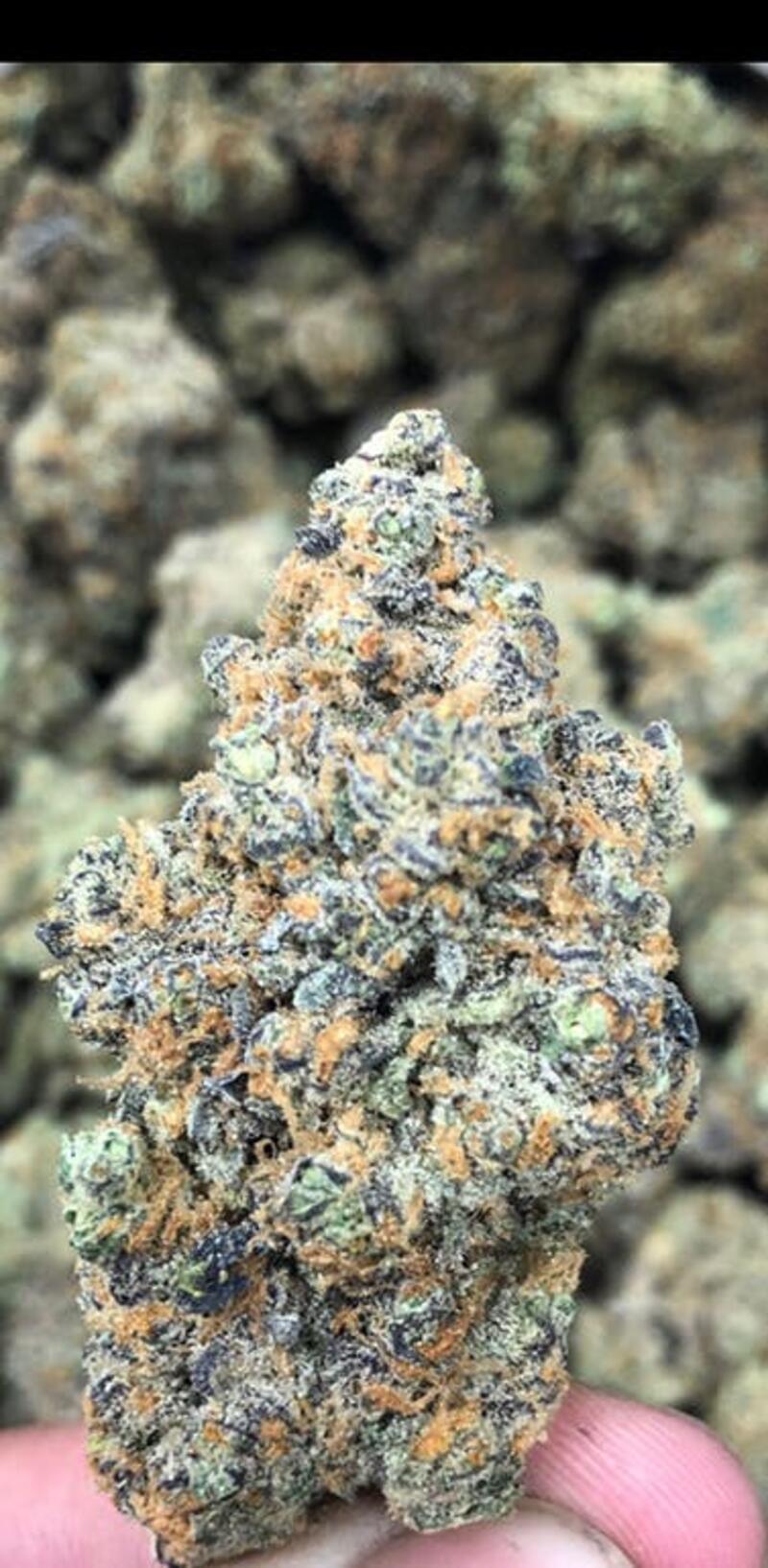 GAIA'S: GIRL SCOUT COOKIES 31%