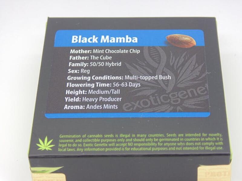 Exoticgenetix Black Mamba