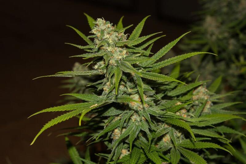 🌱 "Green Crack" F5-Regular Cannabis Seeds 🌱