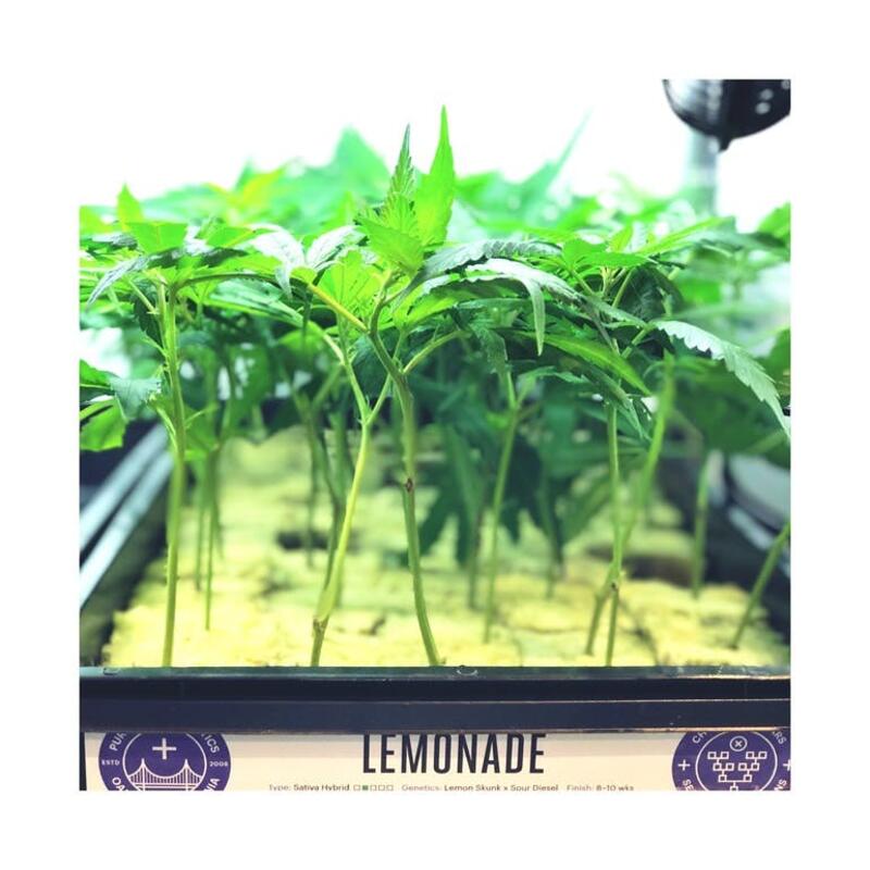Lemonade Clone - Purple City Genetics