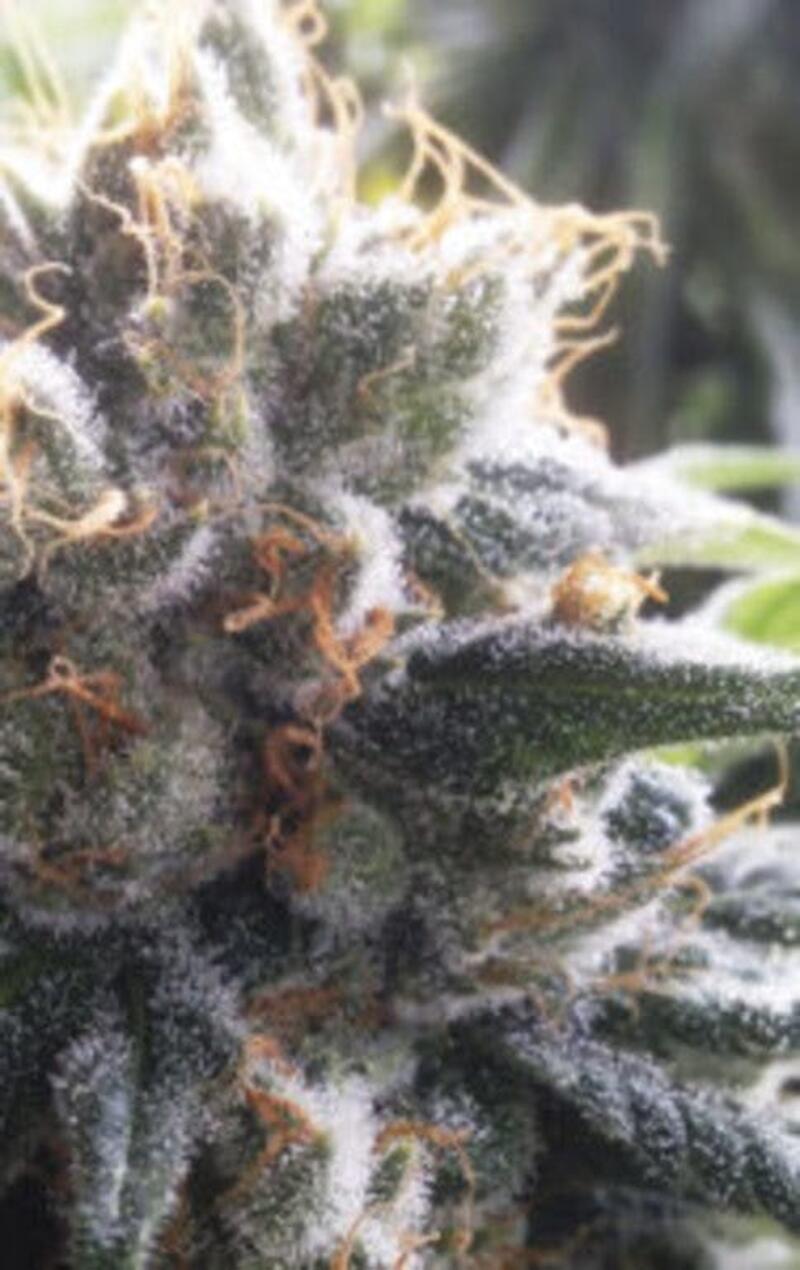 House of the Great Gardener - Barbara Bud Cannabis Seeds (pkg of 6)