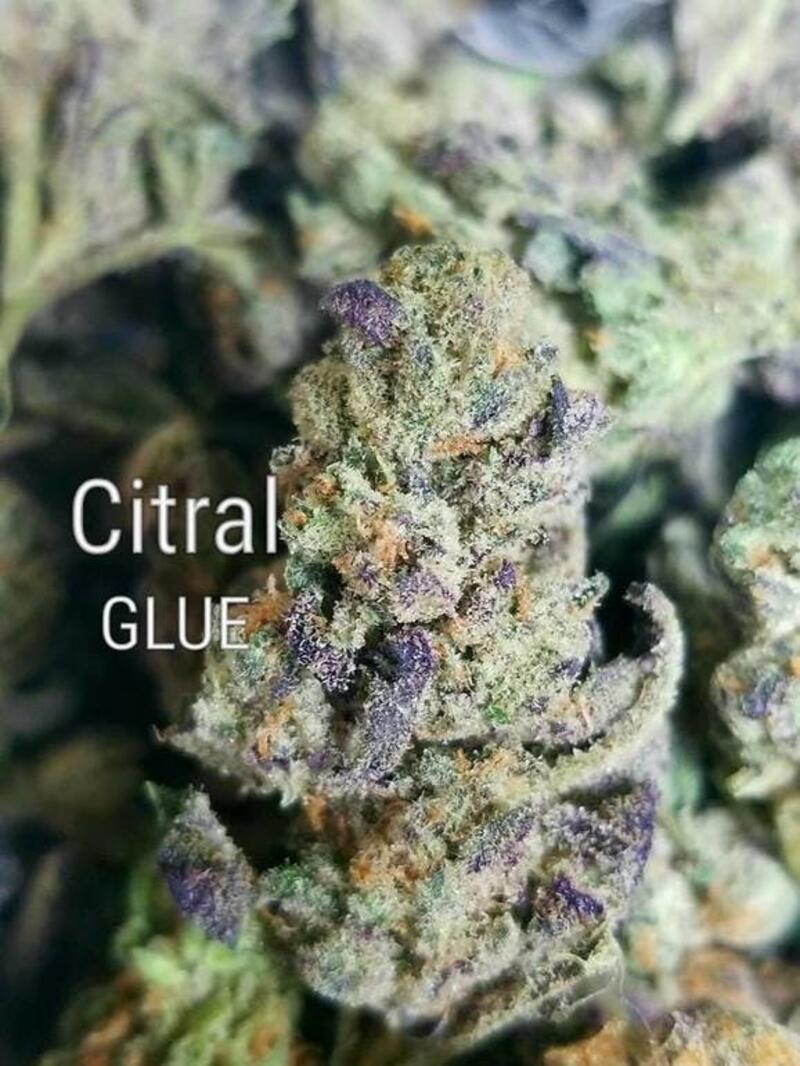 Citral Glue