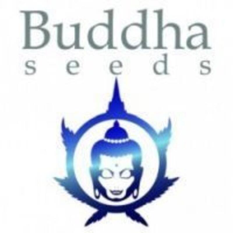BUDDHA MEDIKIT