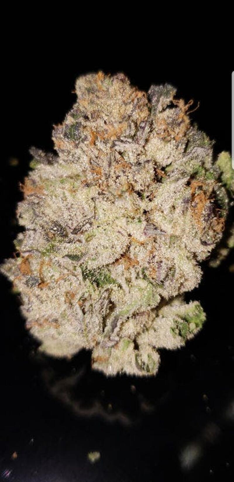 PURPLE PUNCH *SPECIAL*