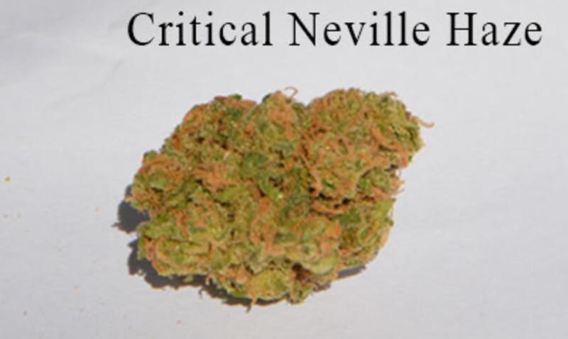 Critical Neville Haze